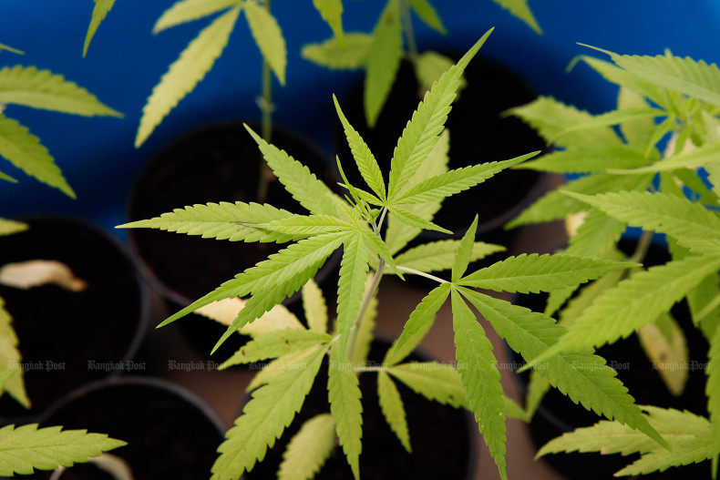 Public input sought on cannabis law