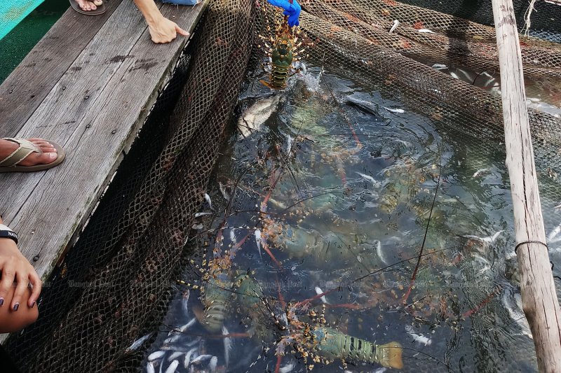 Shrimp farmers urge action on disease crisis