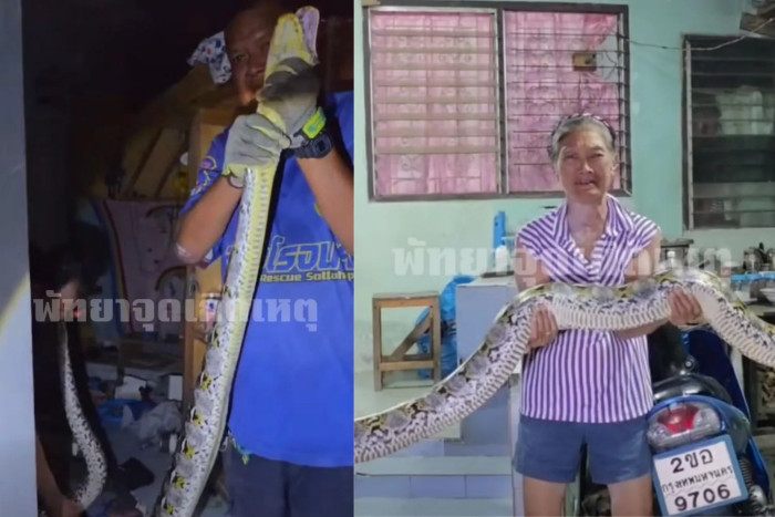Giant python captured after woman's cats go missing
