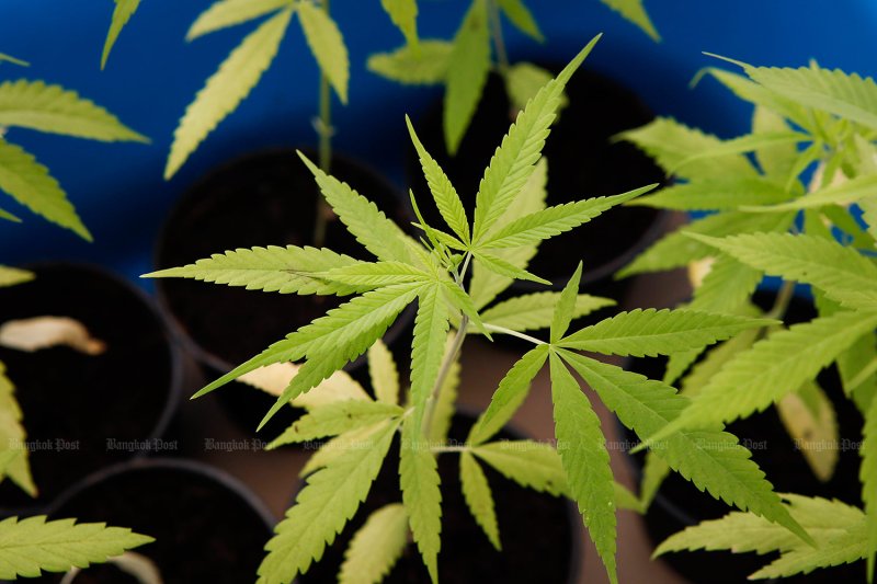 Anutin under fire over cannabis policy 'failures'