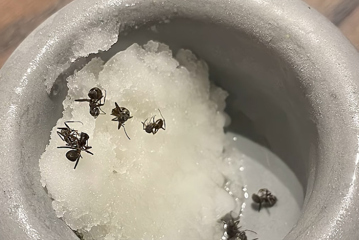 South Korea restaurant owner faces jail for ant sorbet