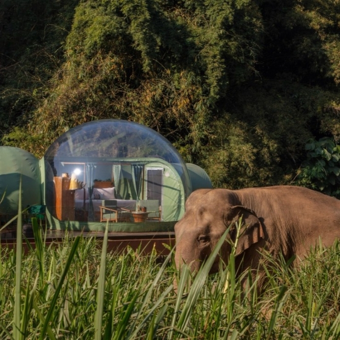 One with gentle giants