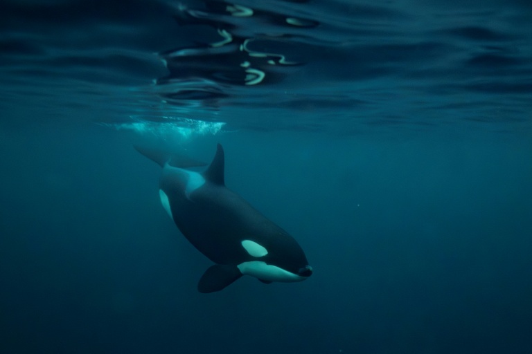 Killer whales are highly intelligent apex predators and have been known to play with their prey and deploy sophisticated tactics to ensnare them, researchers have found. (Photo: AFP)