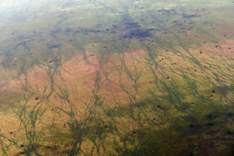 One million animals -- including antelopes -- migrate through the South Sudanese site each year, leaving scars visible from the sky. (Photo: AFP)