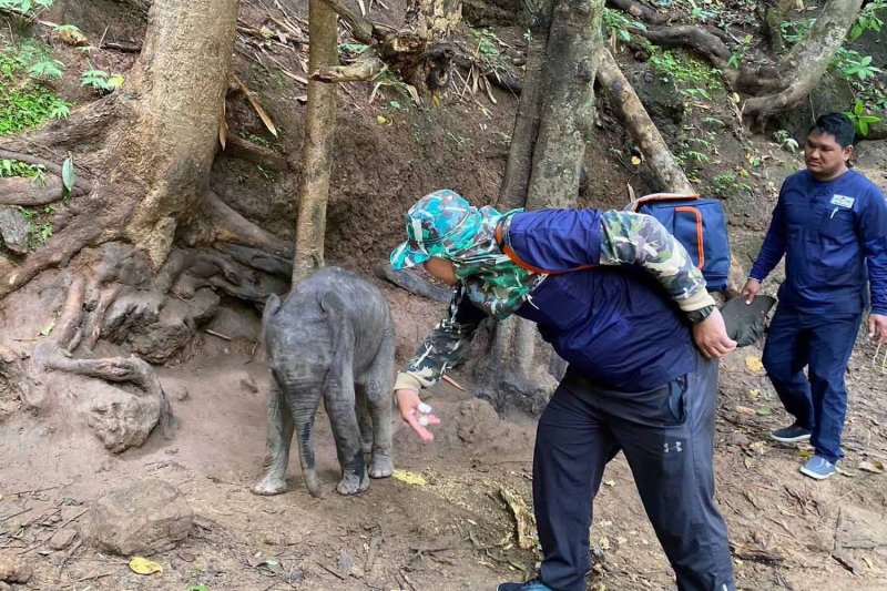 Park rangers rescue the calf from a stream bank in Sai Yok National Park, Kanchanaburi province, on Thursday last week. (Photo: Department of National Parks, Wildlife and Plant Conservation)