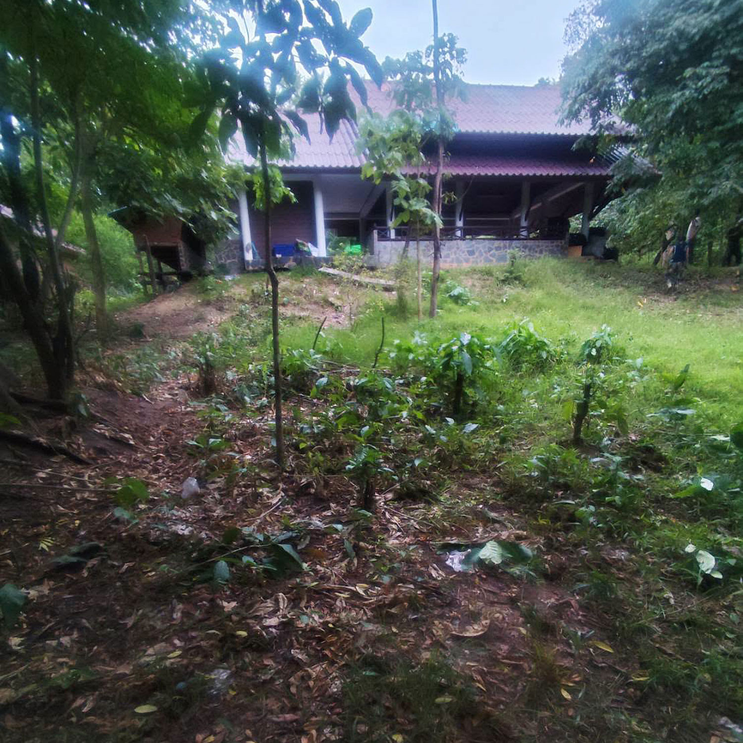 Grisly discovery: The open shelter where Huai Kha Khaeng Wildlife Sanctuary ranger Sakarin Wichachan spent the night before disappearing. Wildlife officers later found signs of an animal dragging prey along Thap Salao stream and discovered his body about 200 metres away, bearing animal bite marks, near fresh tiger footprints.