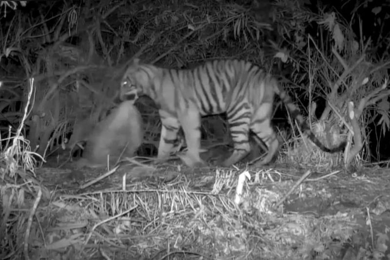 A camera captures an image of a cub, around 18 months old. Authorities on Thursday confirmed it was the tiger involved in the killing of the ranger. (Photo: Department of National Parks, Wildlife and Plant Conservation)
