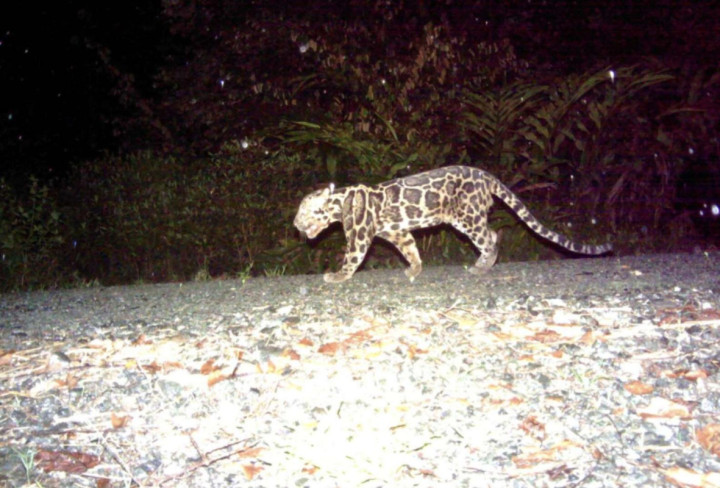 Oldest wild Sunda clouded leopard caught on camera