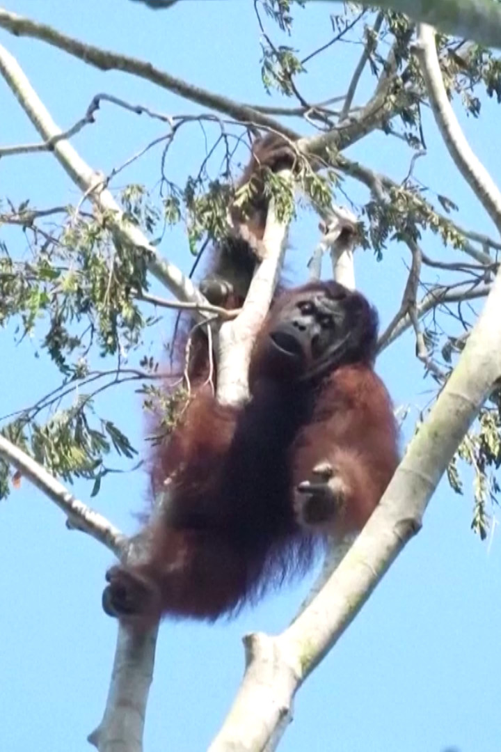 Indonesia evacuates endangered orangutans as wildfires ravage forests