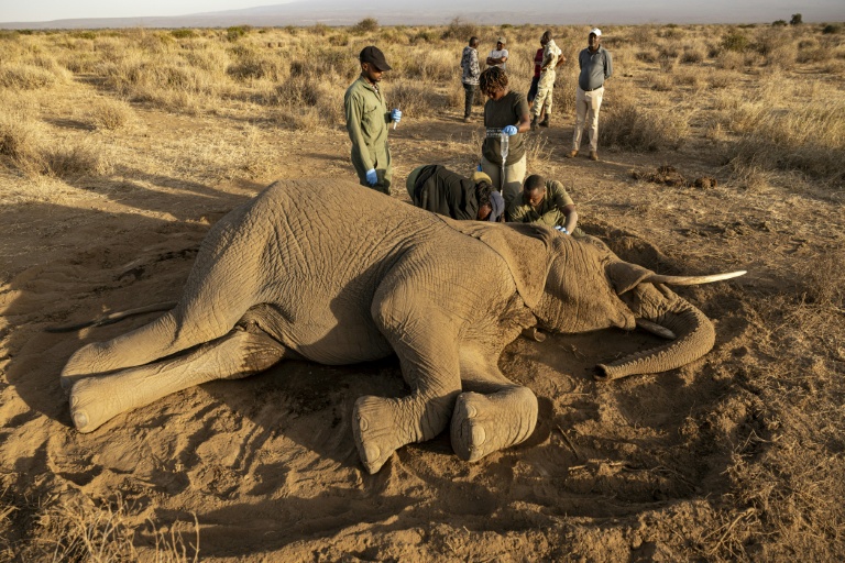 'How many will die?': the mysterious ailment killing Kenyan elephants