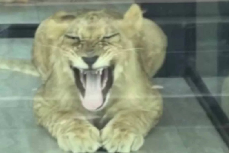 Phuket lion café probed over bitten tourist
