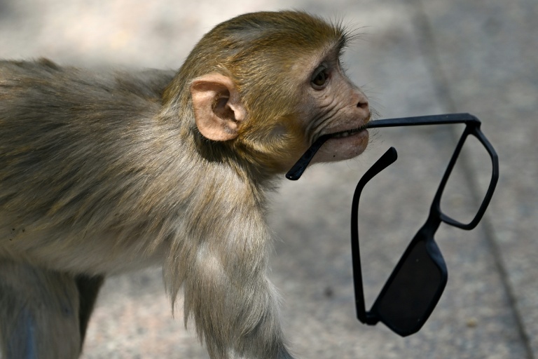 Indian ‘monkey whisperers’ prepare for challenge
