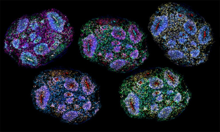 Lab-grown human brain cells aged 7 years show signs of 'recording time'