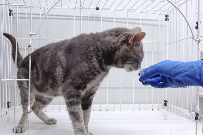 Scientists uncover how cats identify each other by urine scent