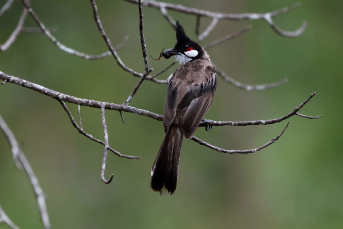 Red-whiskered bulbul added to no-hunting list