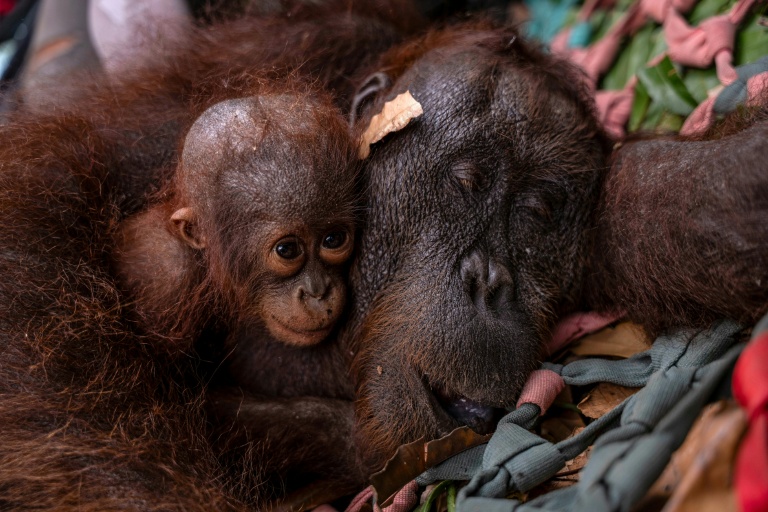 A photo from the Yayasan Inisiasi Alam Rehabilitasi Indonesia organisation shows a mother orangutan and baby being evacuated. (Photo via AFP)