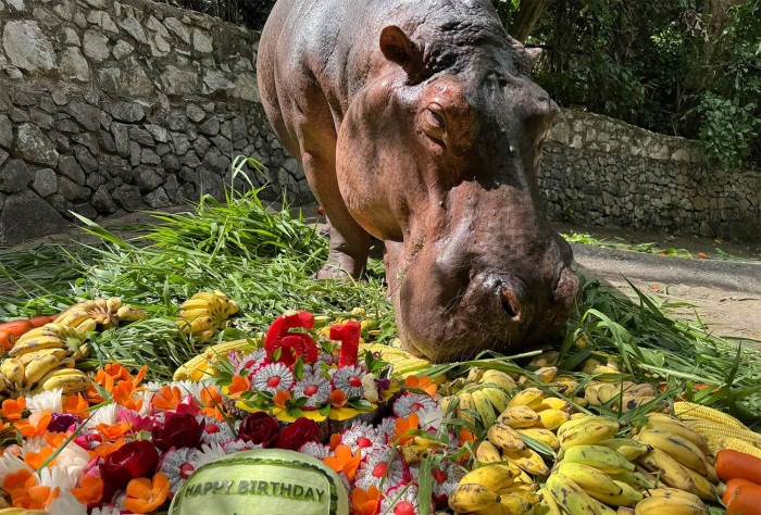 Thailand’s oldest hippo celebrates her 61st birthday
