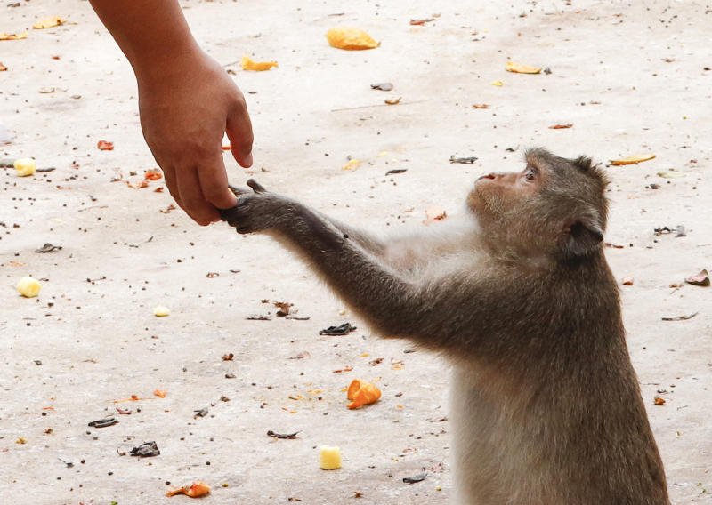 A macaque receives food in Bang Khun Thian district, Bangkok. (Pattarapong Chatpattarasill)