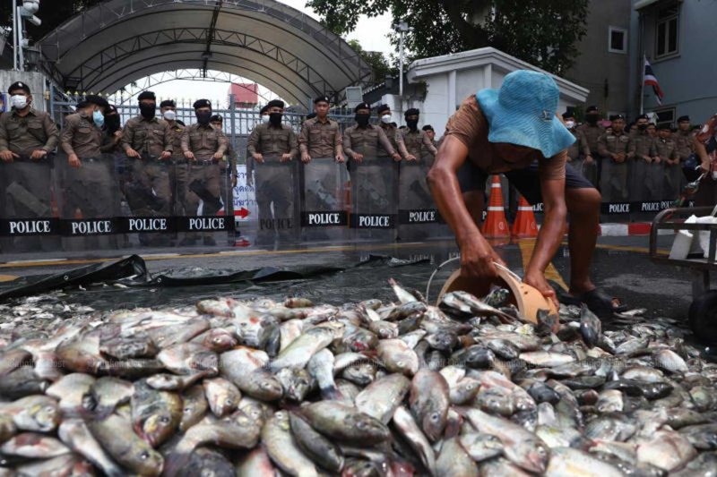 Farmers from 19 provinces dump truckloads of blackchin tilapia outside Government House to protest against the slow progress in eliminating the invasive fish that is destructive to local ecosystems, on Mar 18, 2025. Nutthawat Wichieanbut