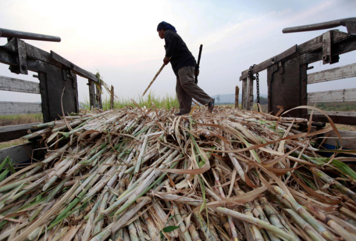 Thai sugar output could fall as much as 12.5% next season - Bangkok Post