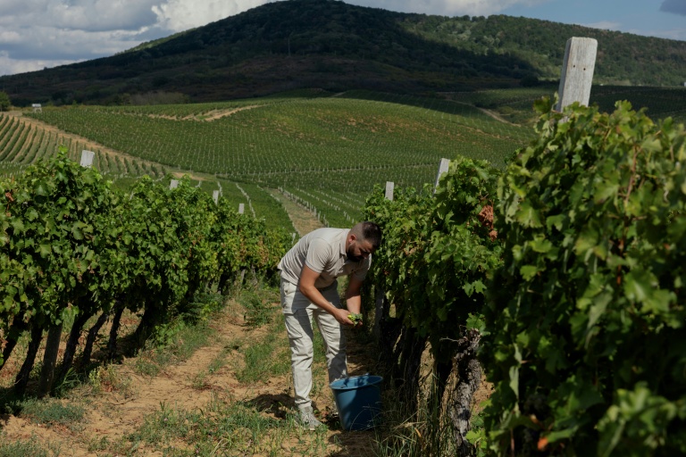 Ukraine winemakers defy war to make a splash at home