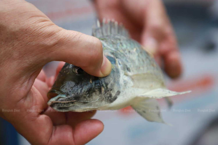 B350m on table to fight tilapia spread