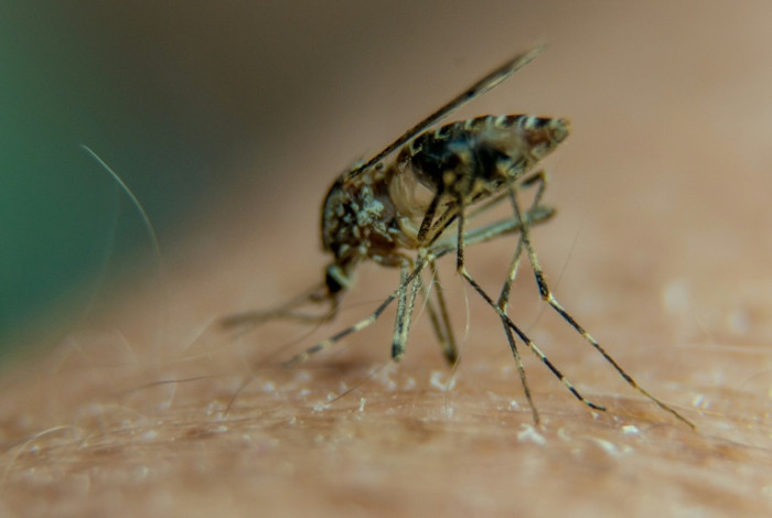 Third malaria death in Germany from outbreak tied to Frankfurt airport - Bangkok Post