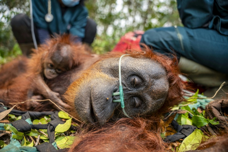 Indonesia fires threaten critically endangered orangutans