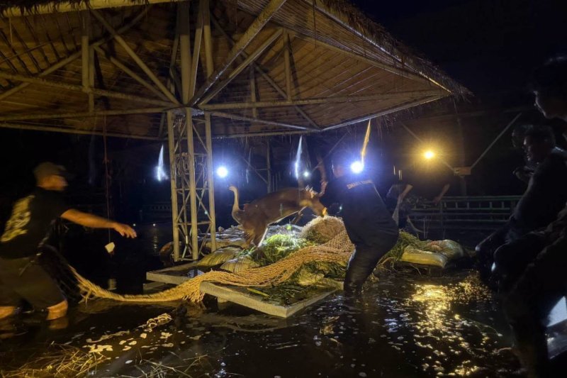 Rescuers move a hog deer from its flooded enclosure. (Photo: Department of National Parks, Wildlife and Plant Conservation)