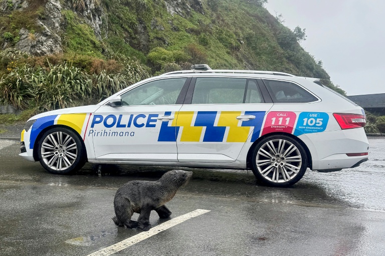 The seas around New Zealand are populated with multiple species of seal, which do occasionally wander ashore. (Photo: AFP)