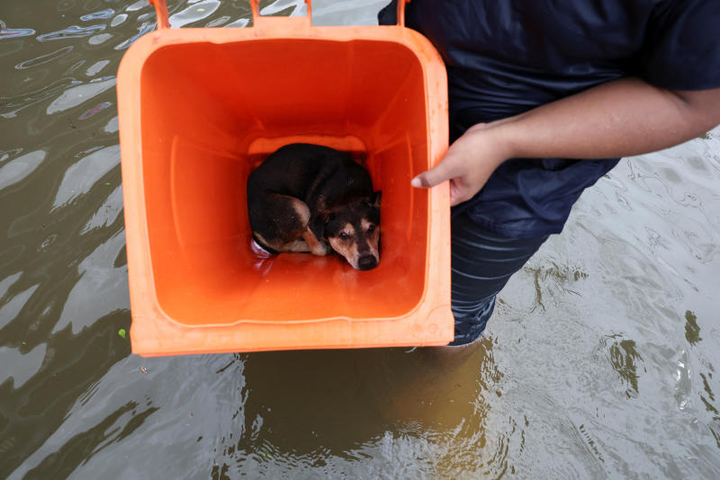 A person evacuates a dog in a plastic bin in a flooded area in Bangkok, Thailand, on Sept 28, 2026. (Photo: Reuters)