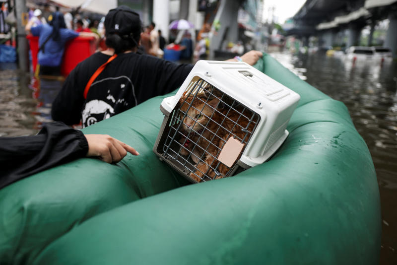 A cat sits on an inflatable platform as people wade through a flooded market, in Bangkok, Thailand, on Sept 28, 2026. (Photo: Reuters)