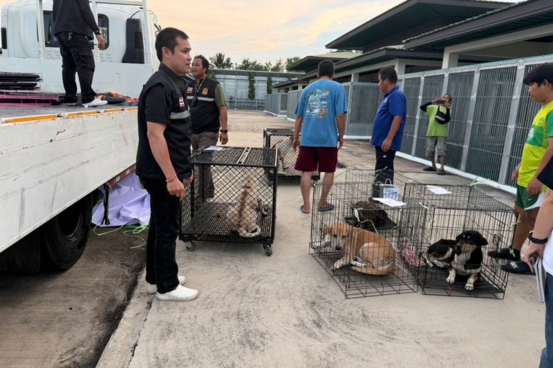 Bangkok officials prepare dogs for transport to a temporary shelter for animals displaced by flooding. (Photo: Bangkok Metropolitan Administration)