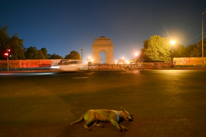 India’s fat dog vote goes viral