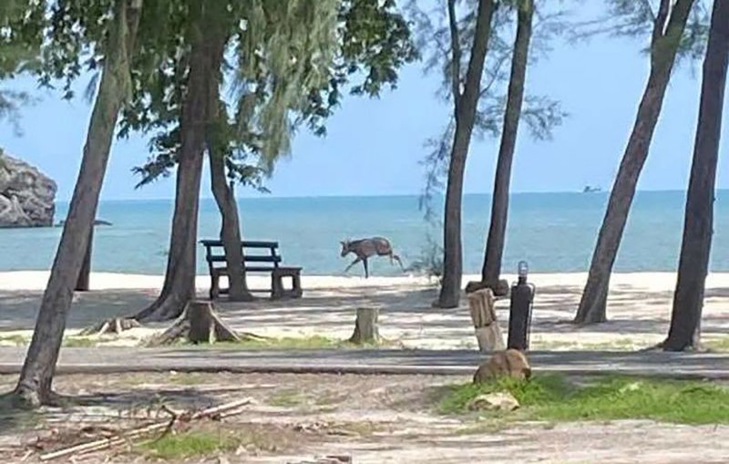 A wild serow romps on Sam Phraya Beach in Prachuap Khiri Khan - a rare coastal sighting of the critically endangered goat antelope.(Photo: Department of National Parks)
