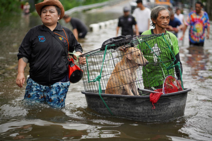 Pet lovers upset by PM's 'save humans first' flood directive - Bangkok Post