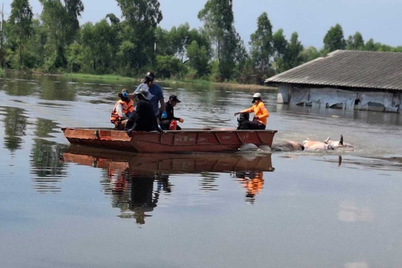Workers are collecting pig carcasses in Prachin Buri on Tuesday. Public Relations Department