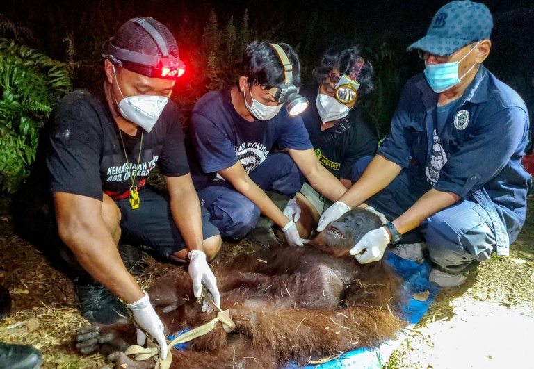 Bangkok Post - Indonesia rescues starved orangutan from fires