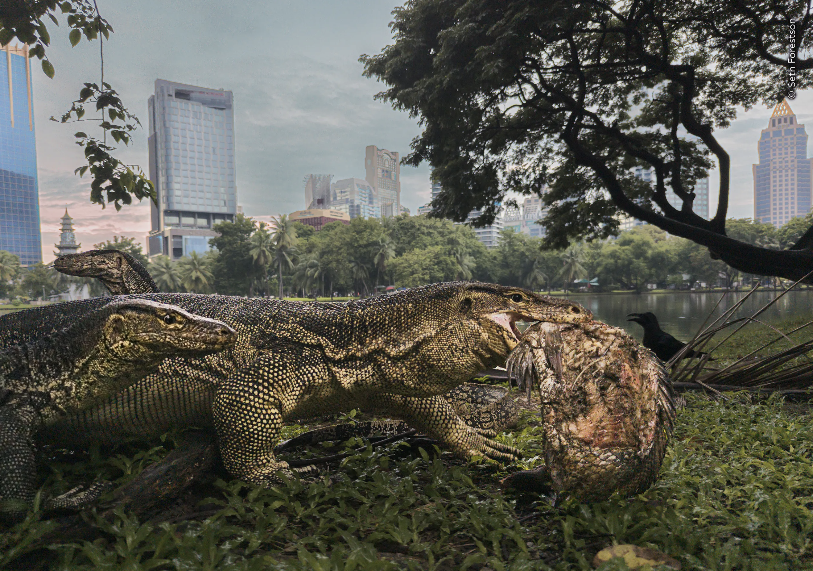(Photo: Seth Forestson/Natural History Museum)