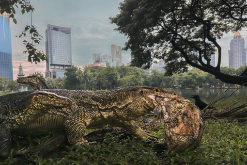 Lumphini’s lizards star in winning urban wildlife photo