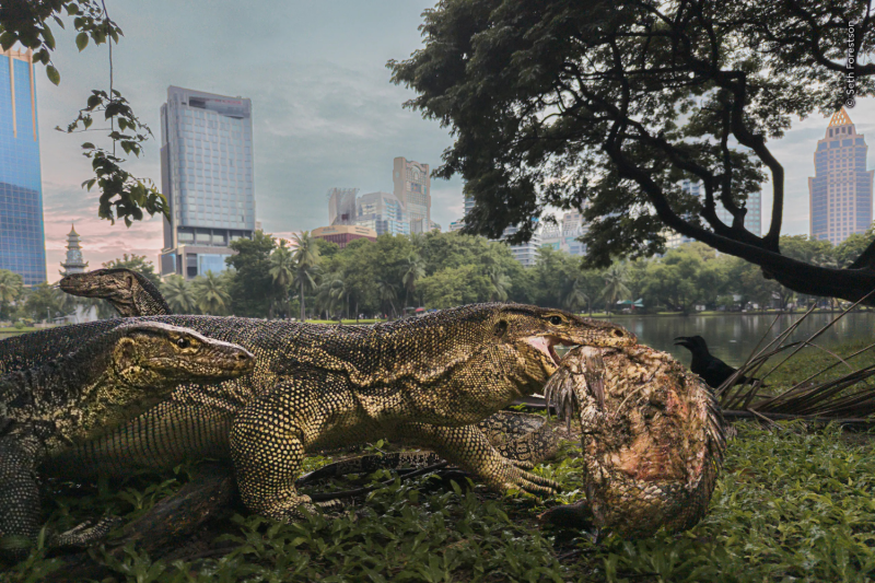 The Urban Wildlife winner, Urban Jungle, by Seth Forestson. (Photo: Seth Forestson/Natural History Museum)