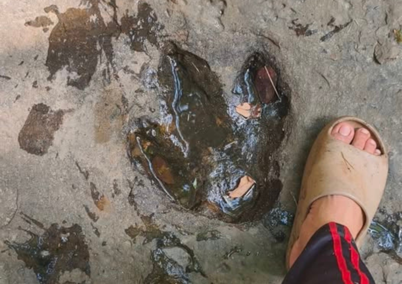 One of the recently discovered footprints, thought to be fossilised dinosaur tracks. (Photo: Pichai Prathetsena)