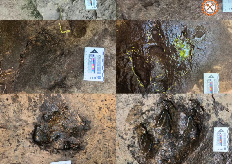 Some of the fossilized dinosaur tracks. (Photo: Department of Mineral Resources)