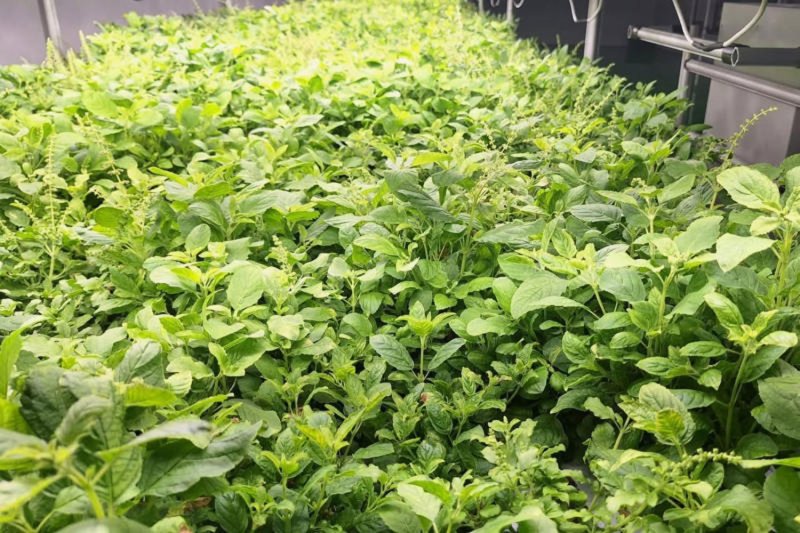 Holy basil or kaprao in Thai is an herbaceous plant belonging to the mint family that has been widely used in Thailand for centuries. It has a distinctive, aromatic fragrance and is an essential ingredient in many Thai dishes. (Photo: Ministry of Agriculture and Cooperatives)