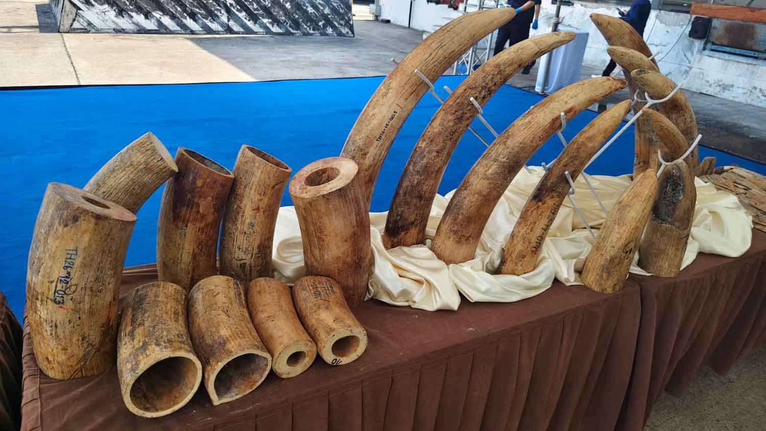 Bangkok Post - Three tonnes of African elephant tusks seized in Thai port