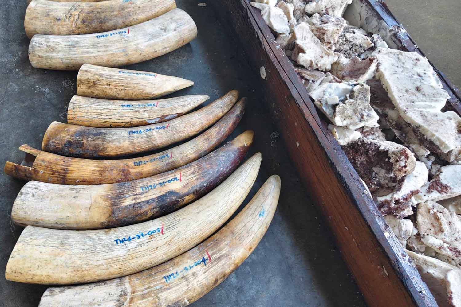 Elephant tusks were removed from the wood blocks filled with paraffin wax.