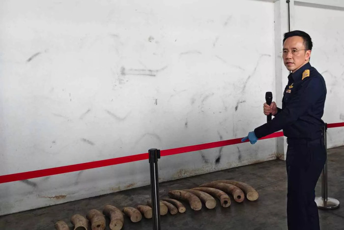 Three tonnes of African elephant tusks seized at Thai port