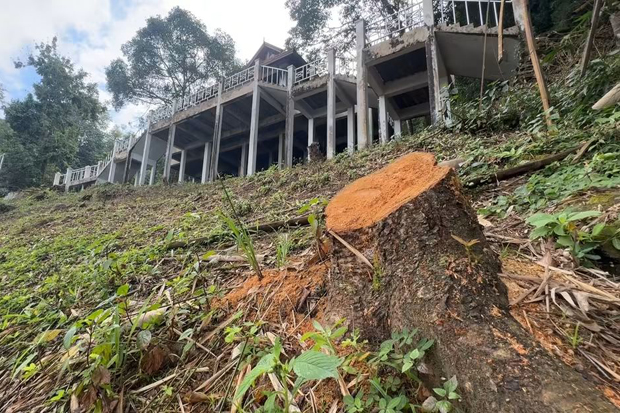 A raw tree stump, all that remains of one of the 15 large, ornamental trees that were cut down at the memorial to the late King Bhumibul Adulyadej on Doi Pui mountain in Muang district in Chiang Mai. (Photo:  Panumate Tanraksa)