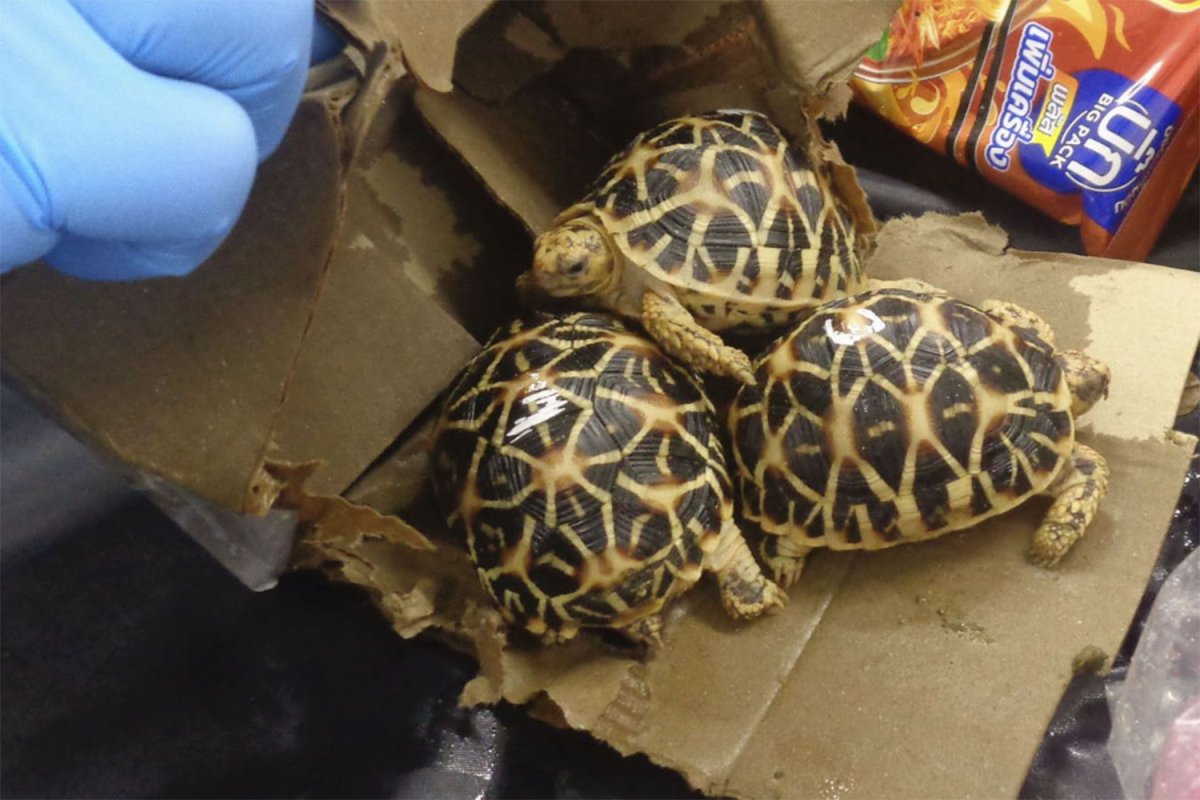 Hapese Rere Bangkok Post - 3 arrested in Japan with rare tortoises from Thailand
