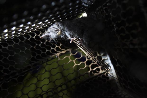 Bangkok Post - The rat catchers of Trang